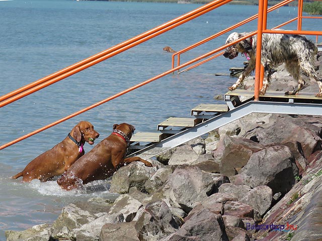 Kutyak-lepcson-Balatonfuzfo-Falkastrand-balatontipp-gyorffya