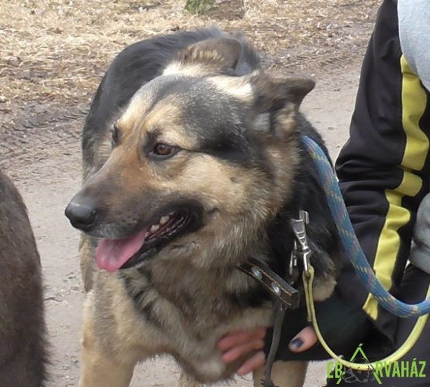 Wolfi01