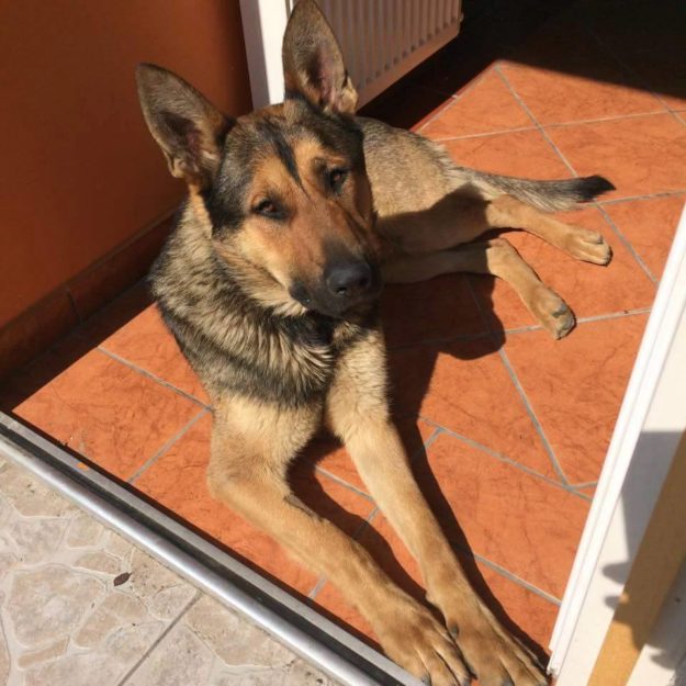 cézike