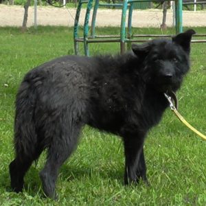 S1030034 S1030034