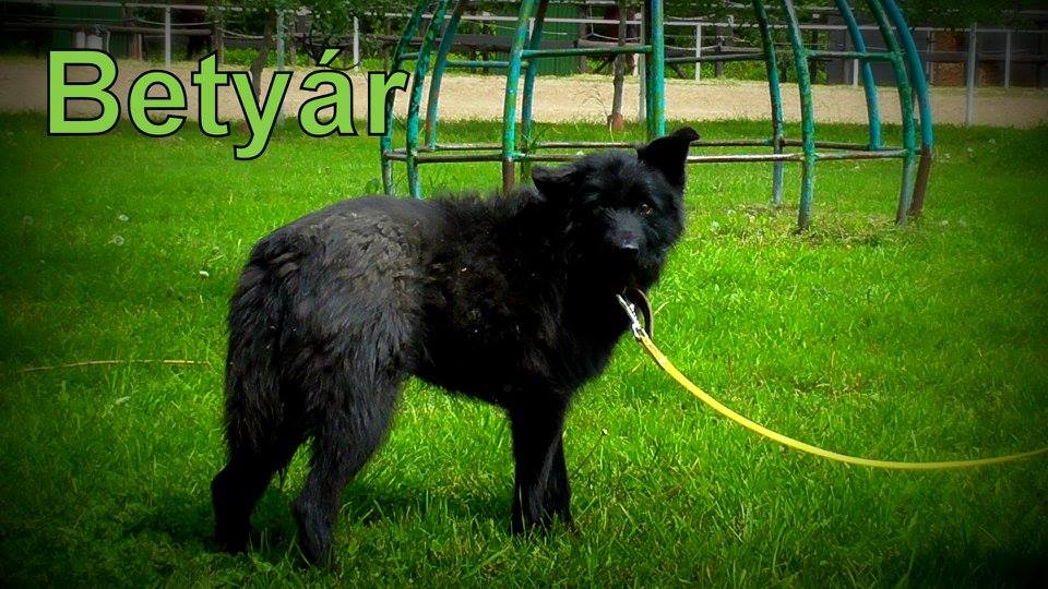 betyár