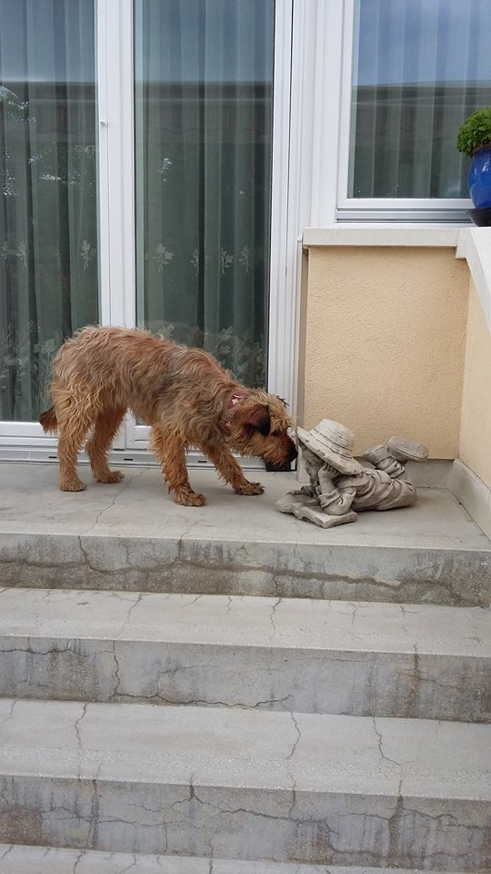 mézi