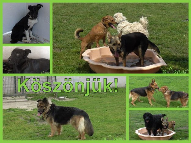 kutyik