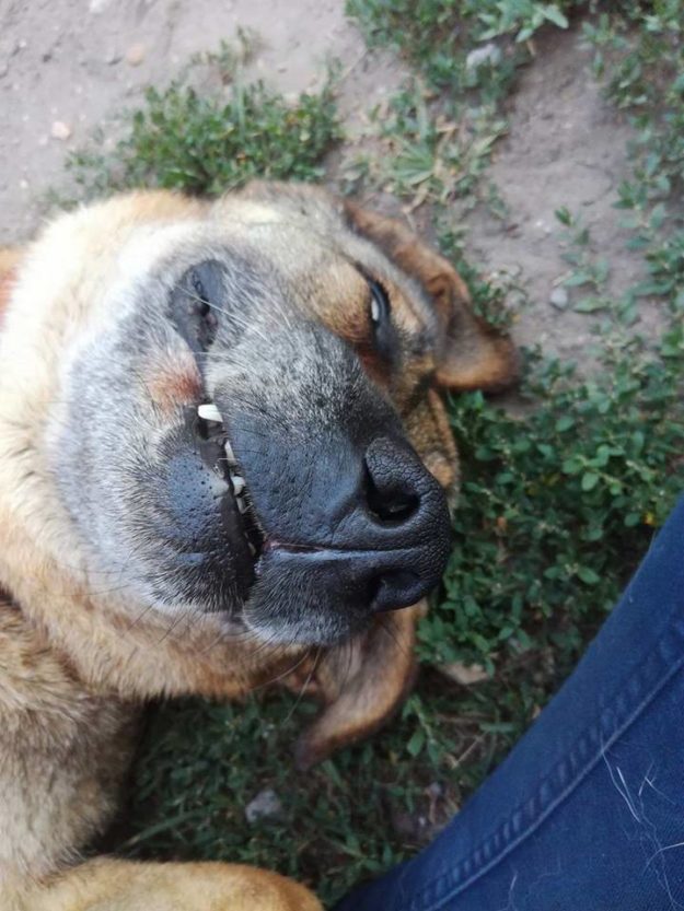 roxy