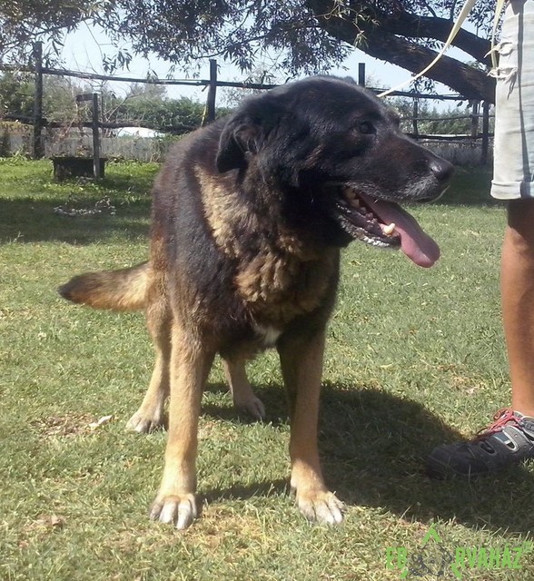 Brúnó01