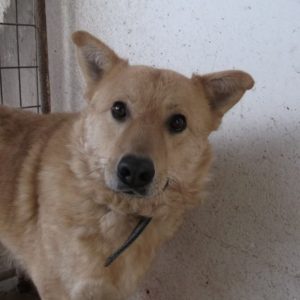 Brúnó13 Brúnó13