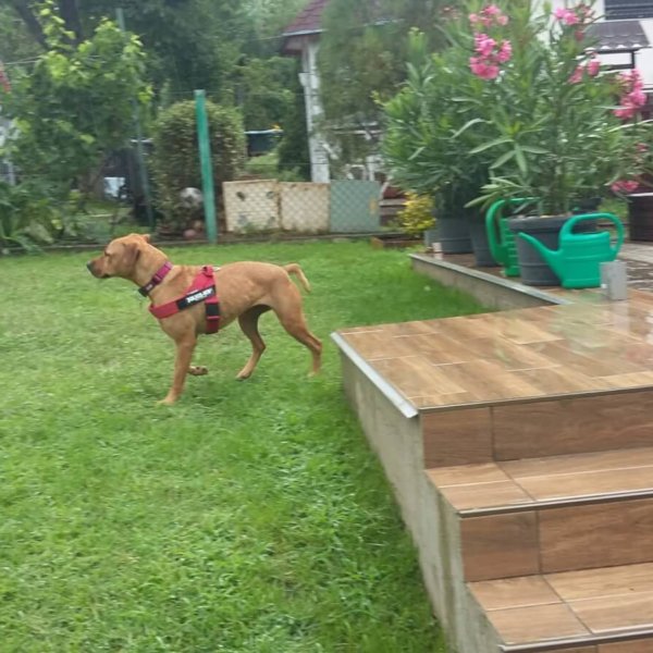 Roxy1 Roxy1