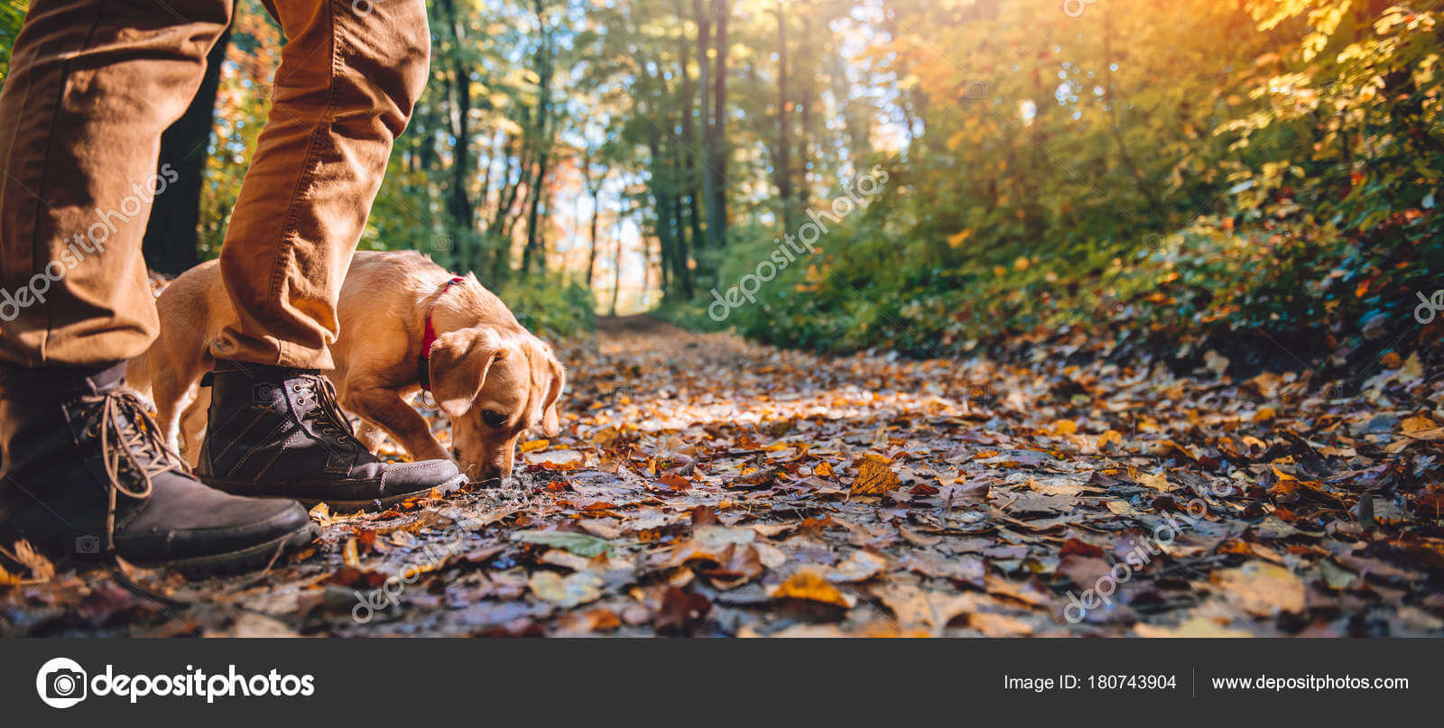Man hiking in autumn forest with dog